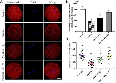 Glycine and Melatonin Improve Preimplantation Development of Porcine Oocytes Vitrified at the Germinal Vesicle Stage